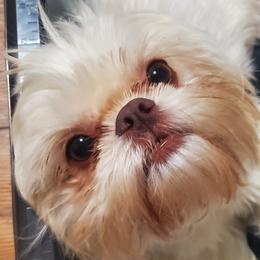 Adele - Shih Tzu