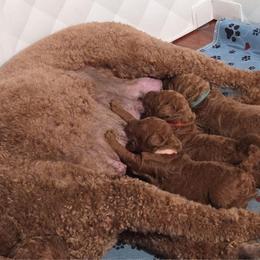 Pink Collar - Red  female Goldendoodle puppy in Auburn, Kansas from Puppy Paradise:  English Mastiff Puppies & Standard Goldendoodle Puppies