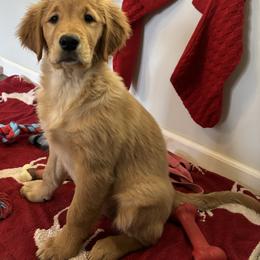 Golden Retriever Puppies from Golden Breed