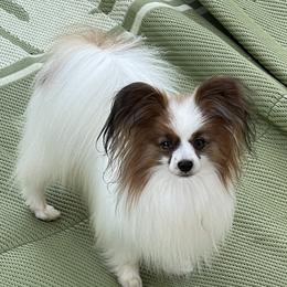 Pinon - Papillon