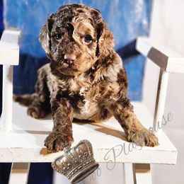 Cockapoo Puppies from Royal Cockapoo Playhouse