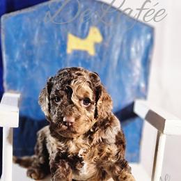 Cockapoo Puppies from Royal Cockapoo Playhouse