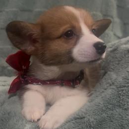 Rudy - Red male Pembroke Welsh Corgi puppy in New Waverly, Texas from Corgie & Cream Paradise