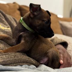 Dancer - Tan female Working Dog Cross puppy in Clarksville, Tennessee from Vuurhart Herders