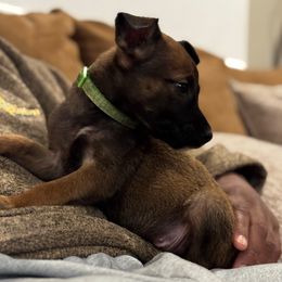 Dancer - Tan female Working Dog Cross puppy in Clarksville, Tennessee from Vuurhart Herders