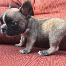 French Bulldog Puppies from Elite Bullies Miami