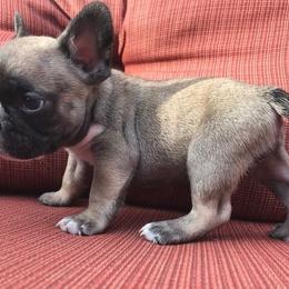 French Bulldog Puppies from Elite Bullies Miami