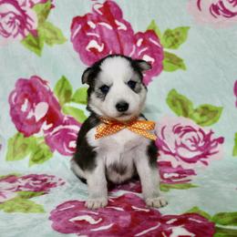 Hammer - Sable and white female Siberian Husky puppy in Lunenburg, Vermont from SNOW WOOLY HUSKY