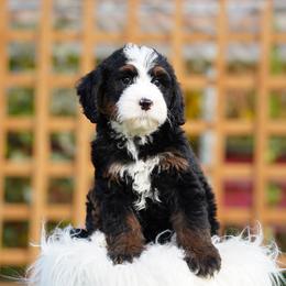 Tommy - Tri-color male Bernedoodle puppy in Spokane, Washington from Lilac City Doodles