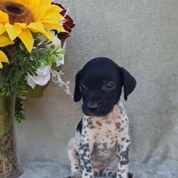 Boy 1 - Black and white male German Shorthaired Pointer puppy in Laporte, Minnesota from Northern Odyssey Gun Dogs
