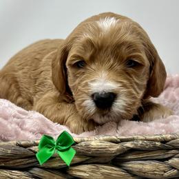 Aspen's Green Female - Apricot female Goldendoodle puppy in Great Falls, Montana from Montana Goldendoodles