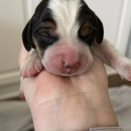 Beagle Puppies from Prairie Tail Beagles