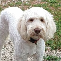Maia - Goldendoodle