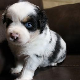 Skye - Blue merle female Australian Shepherd puppy in Sonoita, Arizona from Gardner Canyon Kennels
