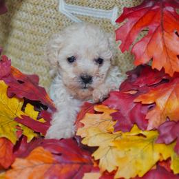 Winston - Cream male Poodle puppy in Santa Clarita, California from Hollywood Mini Pets