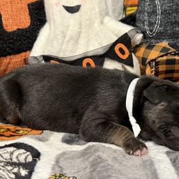 Ichabod - Black male Great Dane puppy in Altoona, Alabama from Sovereignty Woods Great Danes