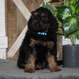 Chloe's Blue Collar Boy 2350.00 - Tri-color male Bernedoodle puppy in Alvin, Texas from JP Southern Doodles