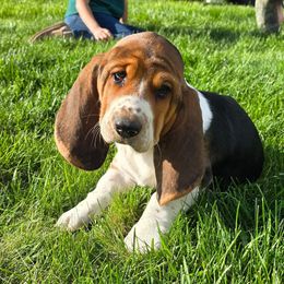 Basset Hound Puppies from Montana Bassets