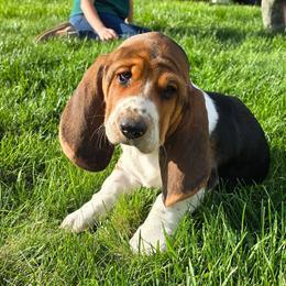 Basset Hound Puppies from Montana Bassets