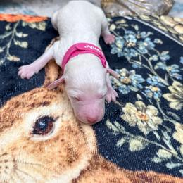 Dark pink - White female Poodle puppy in Groveland, Florida from Feathers and Hooves Buckley Farms