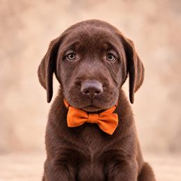Gunner - Chocolate male Labrador Retriever puppy in Chicago, Illinois from Urbane Retrievers
