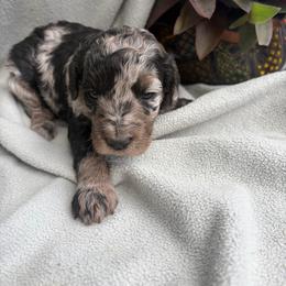 Truffle - Merle female Goldendoodle puppy in Captain Cook, Hawaii from Big Island Goldendoodles