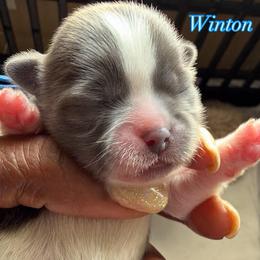 Winton - Blue and white male Shih Tzu puppy in Cordova, Tennessee from TrueLine kennels