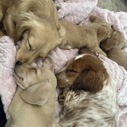 Dachshunds from Diamond K Miniature Dachshunds