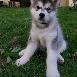 Alaskan Malamute Puppies from Delphi Alaskan Malamutes