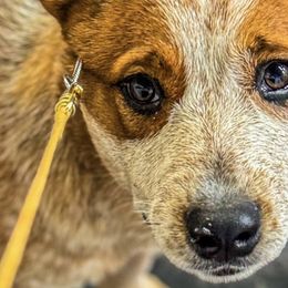 Australian Cattle Dogs from Straight Arrow Australian Cattle Dogs