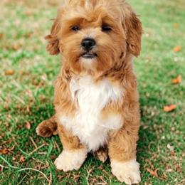Teddy - Shihpoo