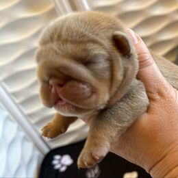 Ziva - Lilac tri-color female Bulldog puppy in Hernando, Mississippi from Blues City Bulldogs