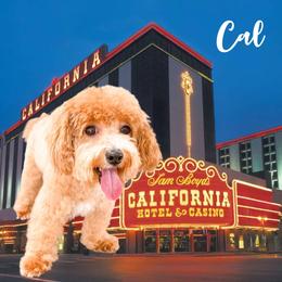 Cal - Maltipoo