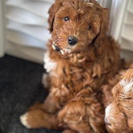 Chanel (White Collar) - Red  female Goldendoodle puppy in Colorado Springs, Colorado from Pikes Peak Doodles