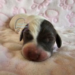Blue pie girl coat is TBD - Blue and tan female Dachshund puppy in Herald, California from Bluegum Dachshunds