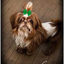 Sammy - Shih Tzu