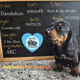 Dandelion - Black and tan male Dachshund puppy in Hoquiam, Washington from Heyd's Mini Dachshunds
