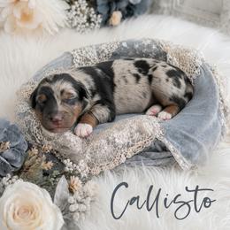 Girl 2 - Blue merle female Australian Shepherd puppy in Nicholasville, Kentucky from Sugar Creek Aussies