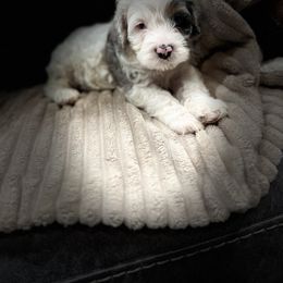 Hammer - male Cockapoo puppy in Wellington, Kansas from Brian’s Puppies