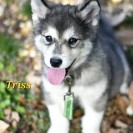Alaskan Malamute Puppies from North Shore Alaskan Malamutes