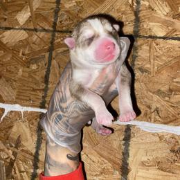 Boy 3 - Red and white male Siberian Husky puppy in Uhland, Texas from Siberian Huskies