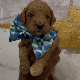 Gingerbread - Red  male Goldendoodle puppy in Richmond, Texas from Harper’s Heartbeats