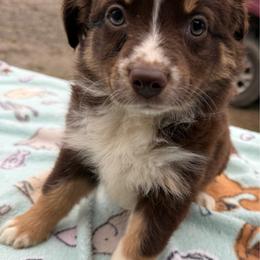 Reanna - Red tri-color female Australian Shepherd puppy in Kimbolton, Ohio from Wagon Wheel Aussies