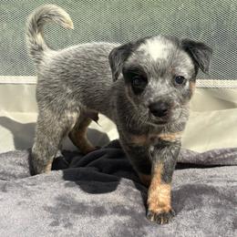 Ernesto - Blue male Australian Cattle Dog puppy in Seneca, Missouri from MO Morningstar Heelers