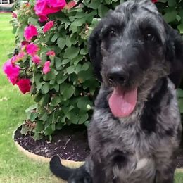 Bessie - Goldendoodle