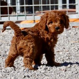 Ivy - Red female Cavapoo puppy in Malad City, Idaho from FreckledCowgirlPuppies