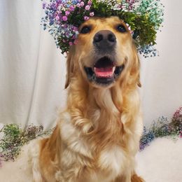 Sunshine - Golden Retriever
