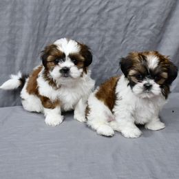 Shih Tzu puppies from Highline Puppies