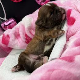 Boy 1 - Chocolate and tan male Shih Tzu puppy in Albany, New York from Precious Peekapoo’s and Luxurious Shih Tzu’s