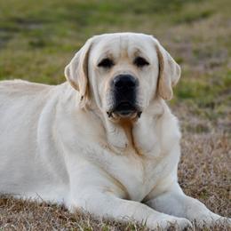 Boss - Labrador Retriever